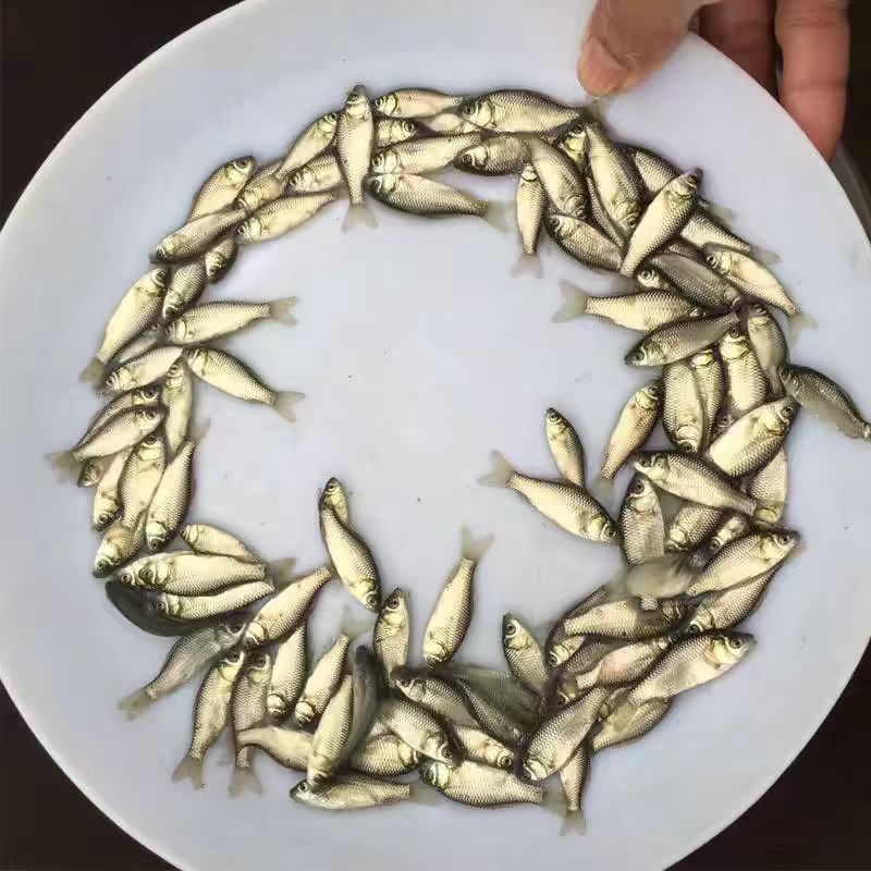 【顺丰包邮】中科5号鲫鱼 大板鲫鱼 淡水银鲫 宠物活体观赏鱼