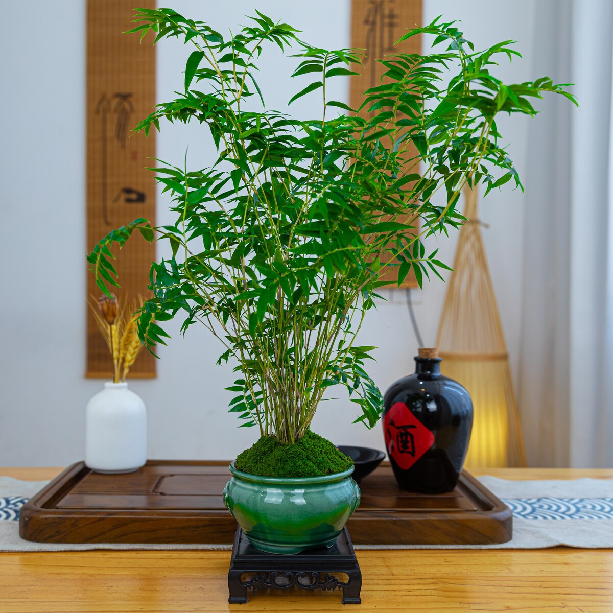 水培米竹绿植盆栽室内水培茶室盆景竹室内绿植观音竹网红竹子