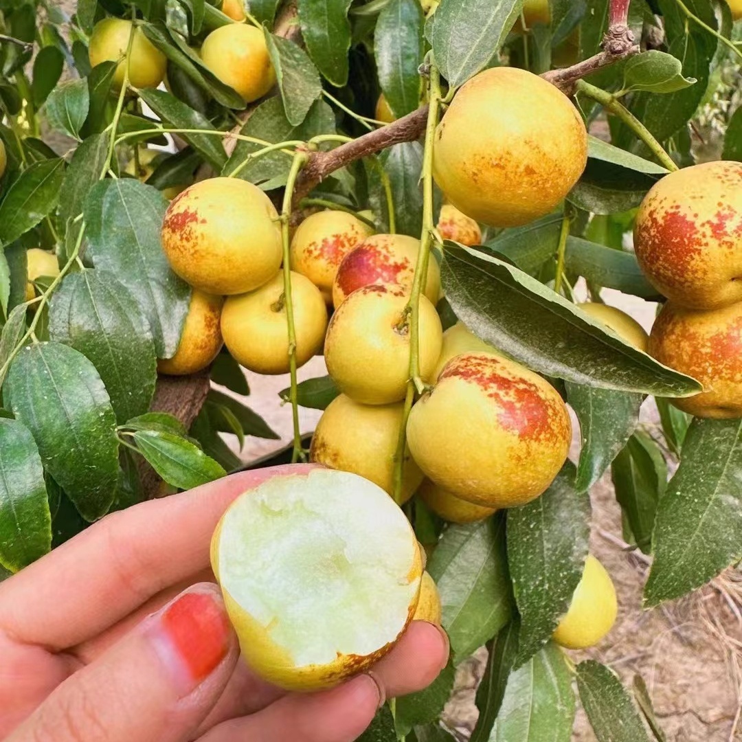 枣树活苗特大沾化冬枣二代果树果苗南北方庭院种植嫁接大枣树带土