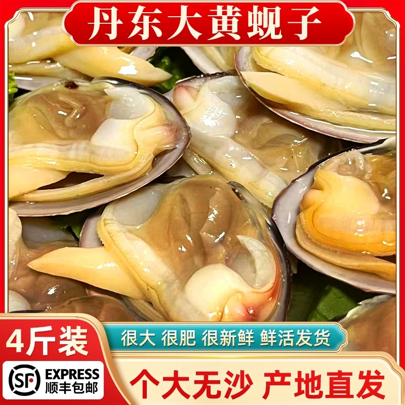 丹东大黄蚬子鲜活无沙野生蛤蜊花甲黄贝扇贝海鲜贝类水产4斤包邮