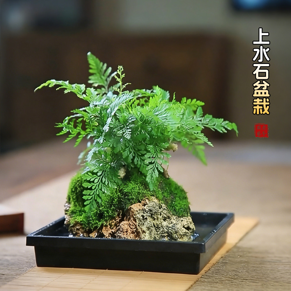 附石狼尾蕨菖蒲山石室内桌面盆栽苔藓微景观水培植物吸水石绿植