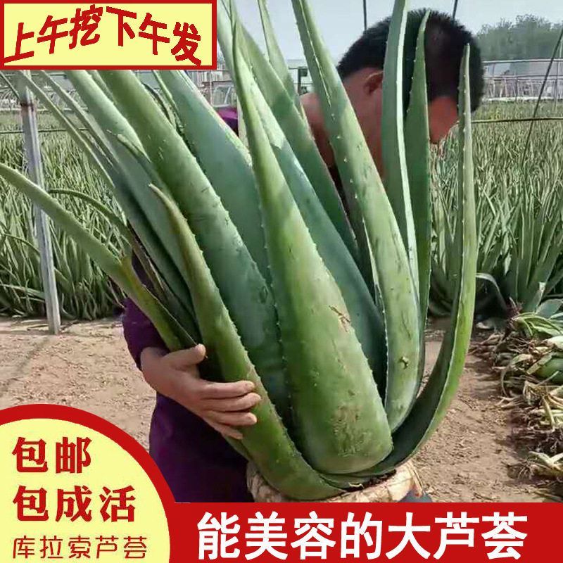 美国库拉索芦荟灌肤美容院灌肤专用芦荟盆栽大型芦荟可食用芦荟叶