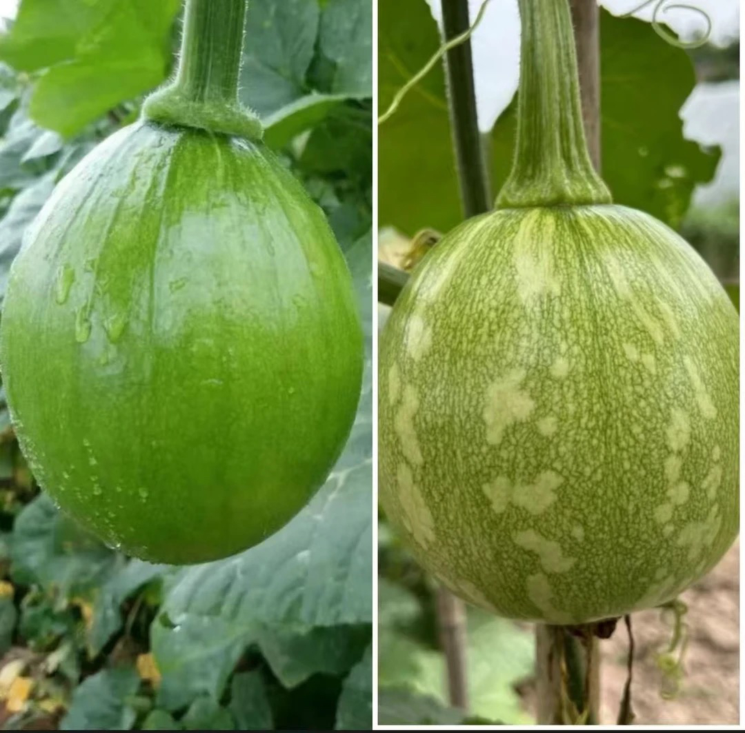 贵州农家露天种植鲜嫩小南瓜现摘现发