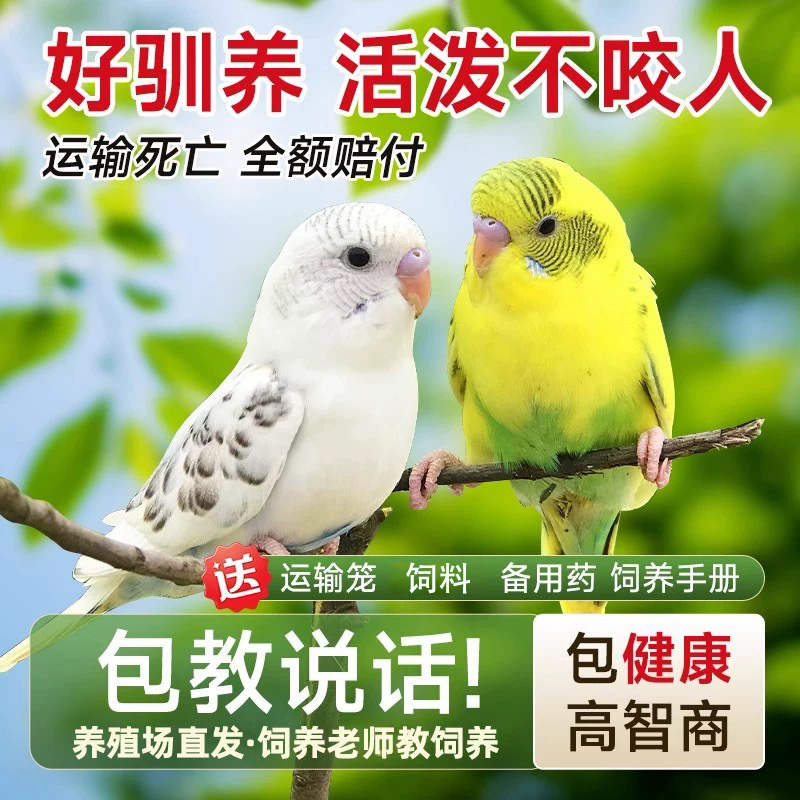 鹦鹉活鸟虎皮鹦鹉鸟类小鸟会学说话的鸟手养宠物小型鹦鹉可上手