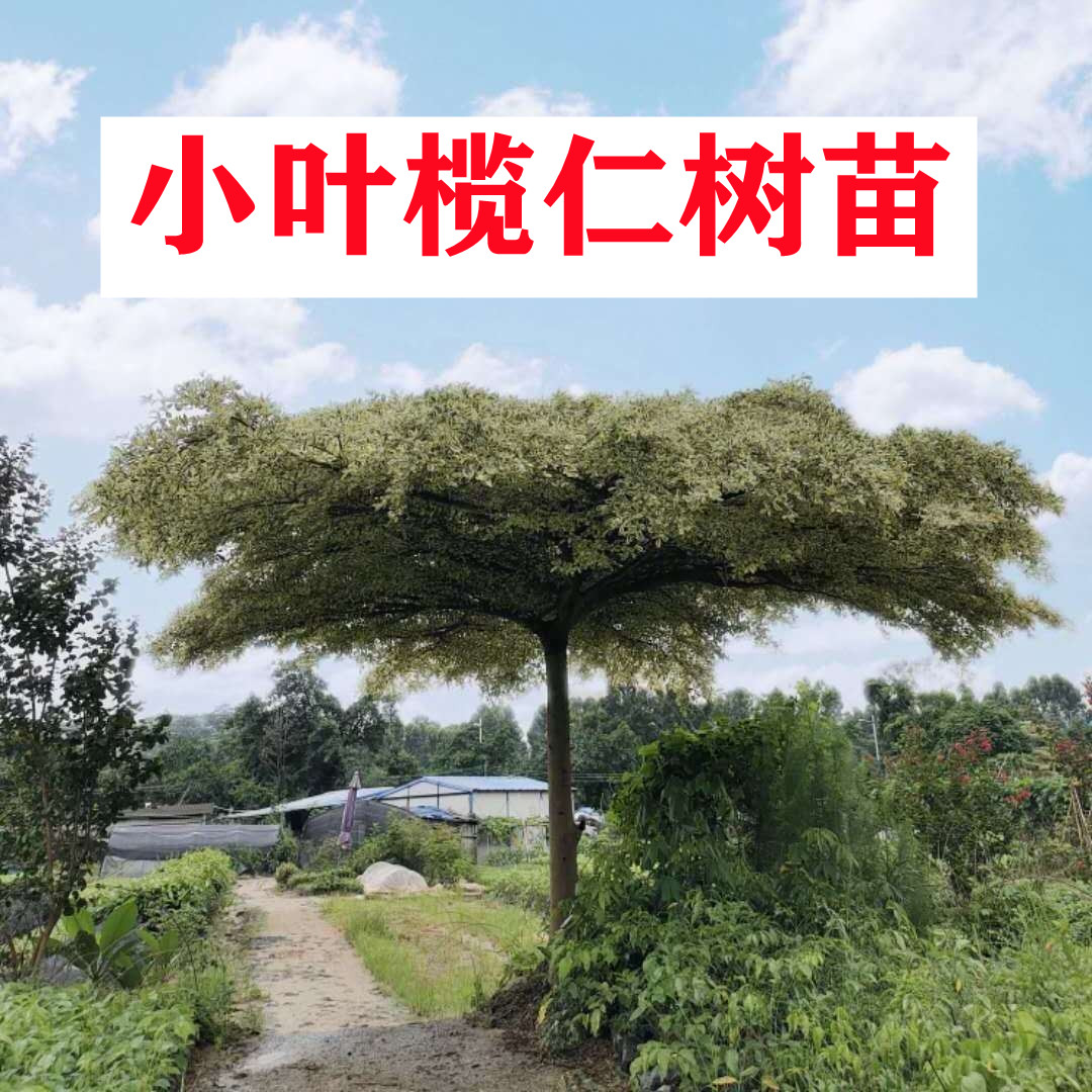 小叶榄仁树苗雨伞树户外别墅庭院风景树行道遮阴观叶绿化植物