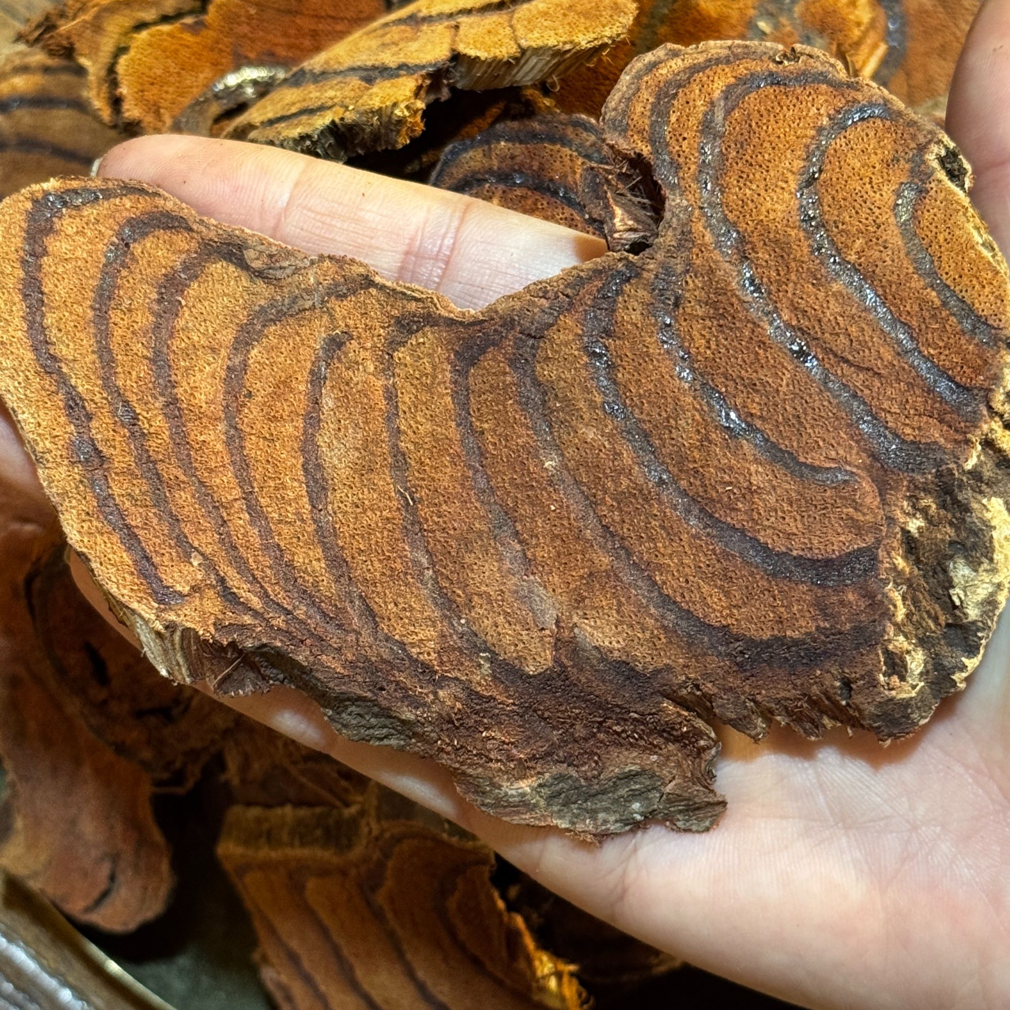 自然之道--【鸡血藤】