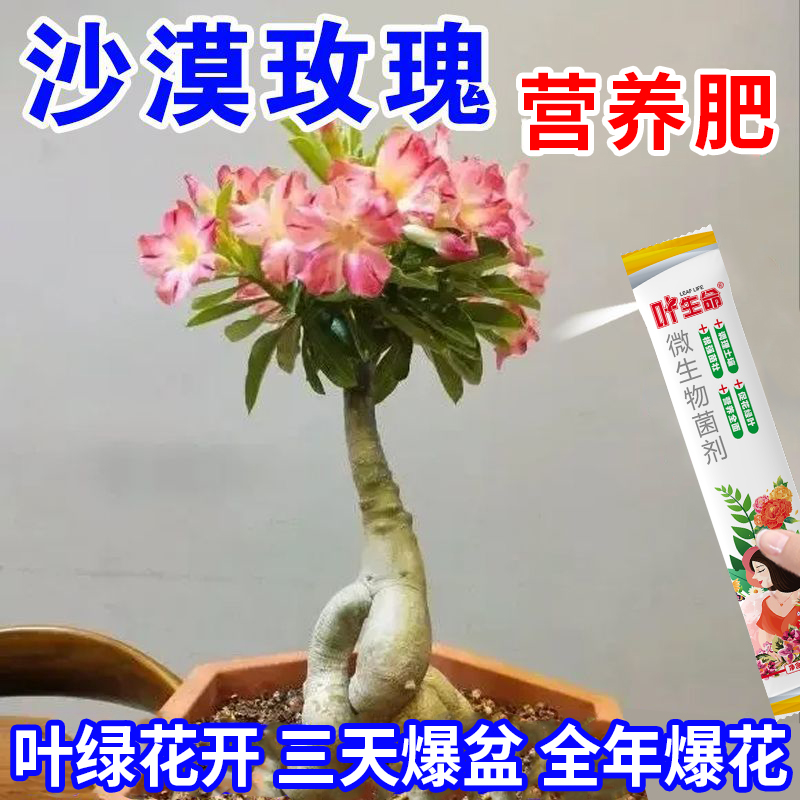 【爆开花】沙漠玫瑰营养菌肥催花苞促开花助生长延长花期专治不开花