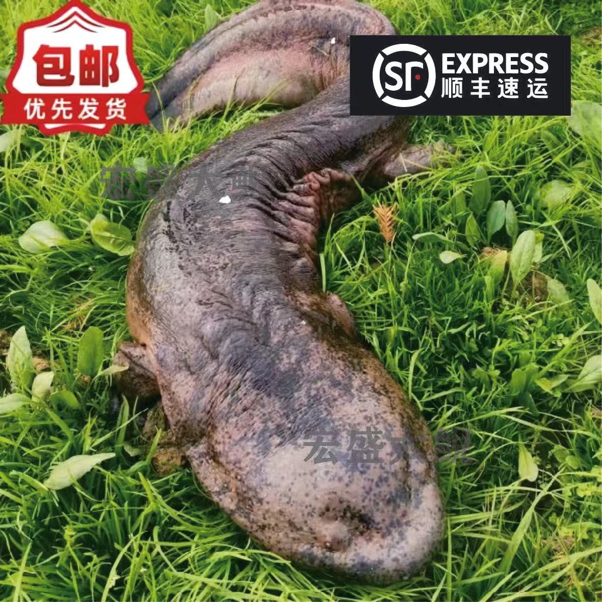 娃娃鱼食用鲜活养殖大鲵生鲜做法水产淡水冷滋补【顺丰包邮】海鲜