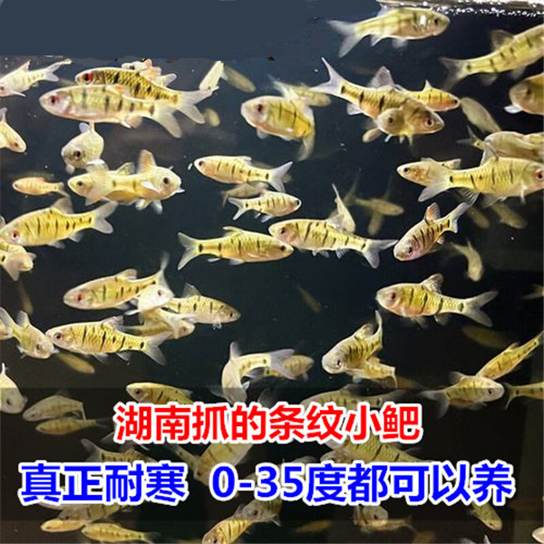 湖南条纹小鲃 冷水鱼 无需加温 原生鱼 黄金小鲃 小型观赏鱼活体