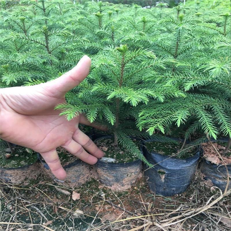 巴黎南洋松大小苗南洋杉树苗圣诞树花卉盆景客厅花卉绿植盆栽四季