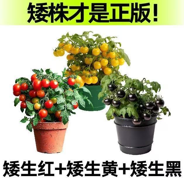 【山东寿光发货矮生小番茄】红黄黑矮生盆栽番茄苗新手小白种植简单