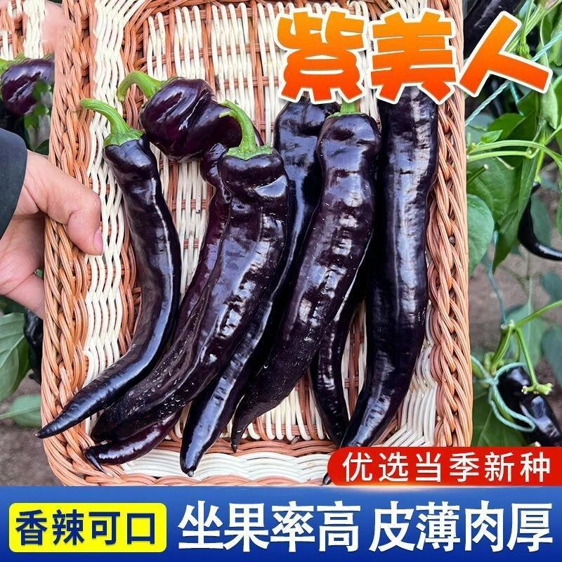 【紫美人辣椒种子】四季种植盆栽地栽阳台小院种植