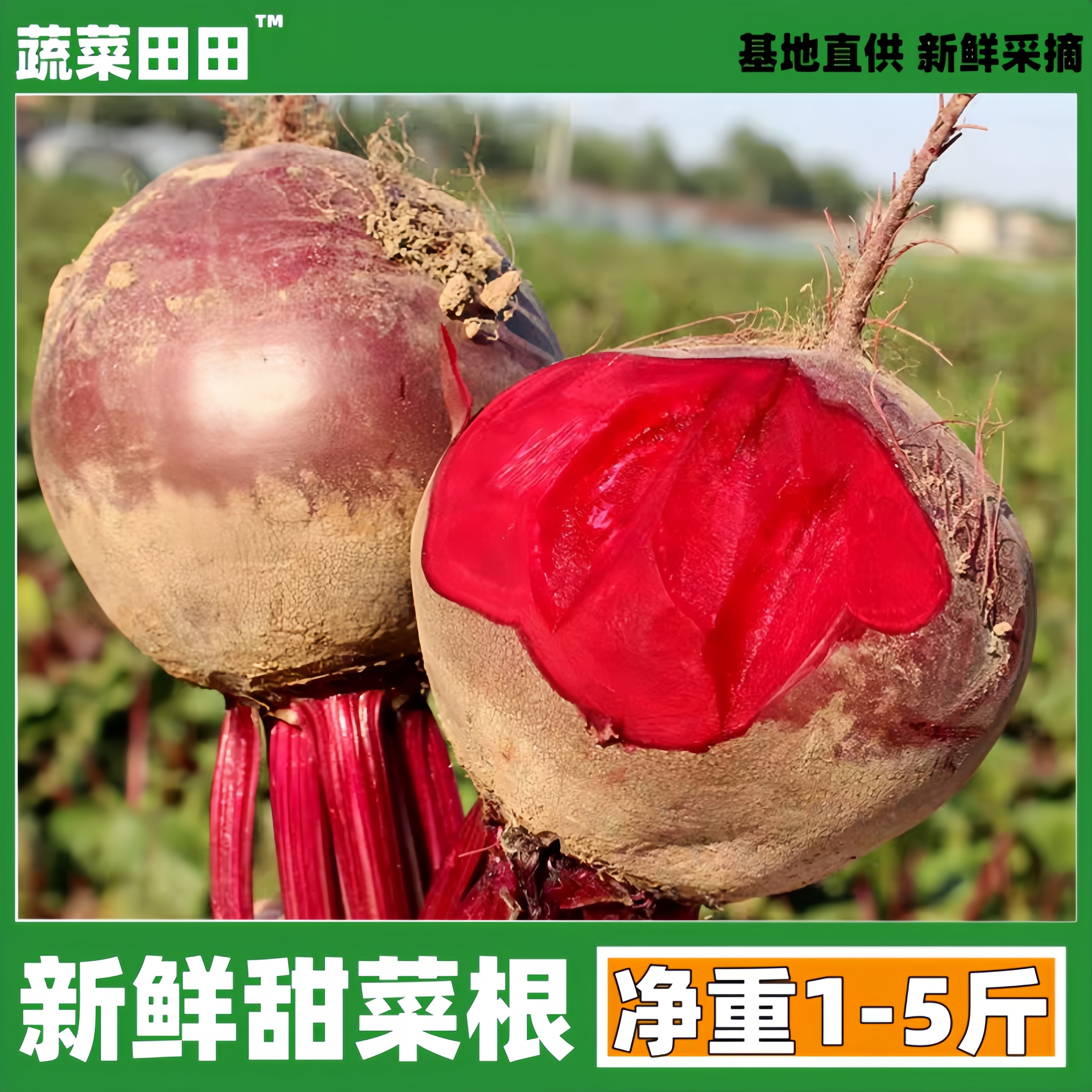 2025年新鲜现挖甜菜根1-5斤蔬菜打汁根红甜菜头当季农家自种