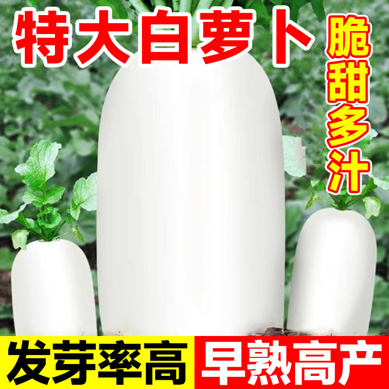 白萝卜种籽大全九斤王特大萝卜种子白皮樱桃萝卜秋季四季蔬菜种孑