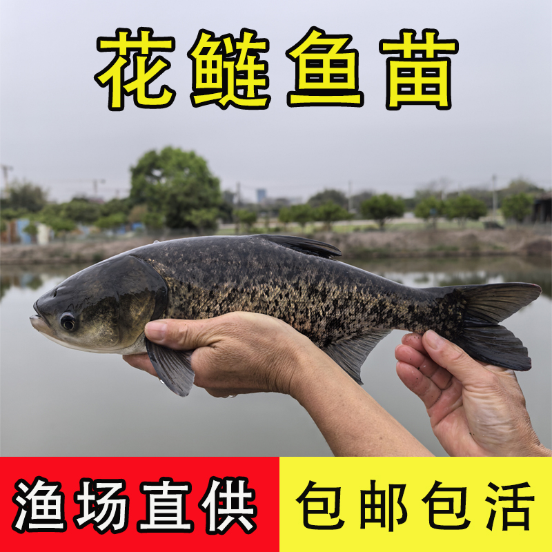 特大花鲢鱼苗大头鱼苗花鲢鱼雄鱼鳙鱼苗淡水养殖淡水鱼苗批发