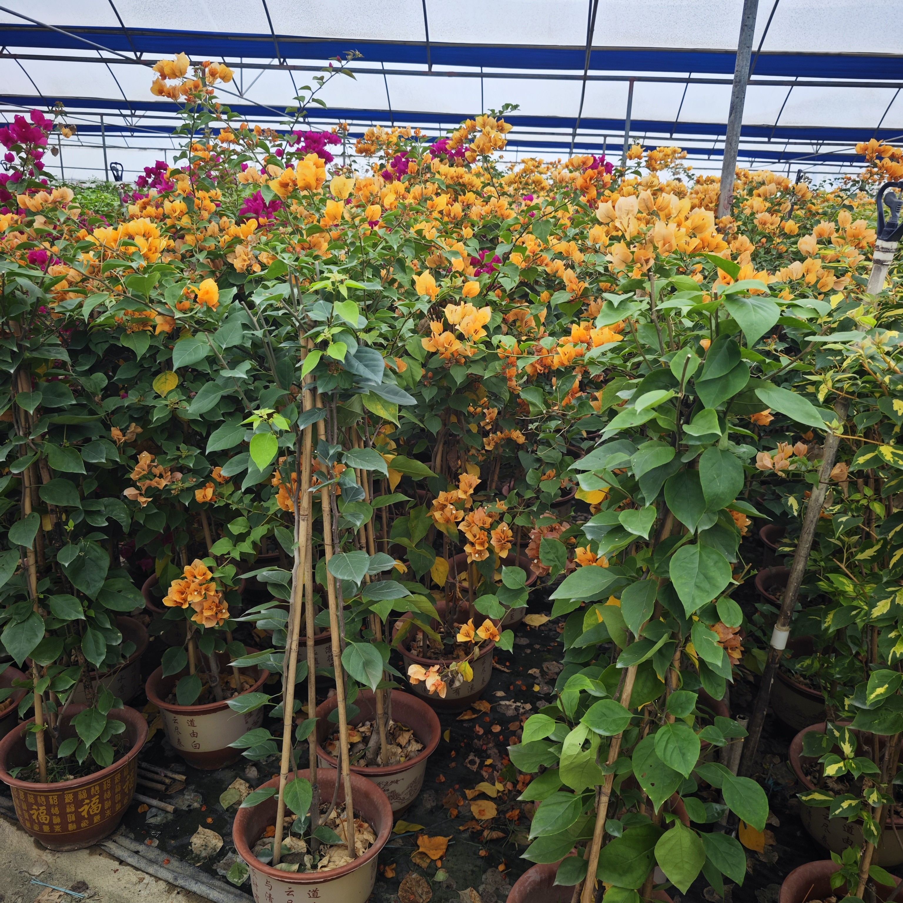 三角梅1.3-1.5米原生爬藤大苗，田园土，不一定带花，