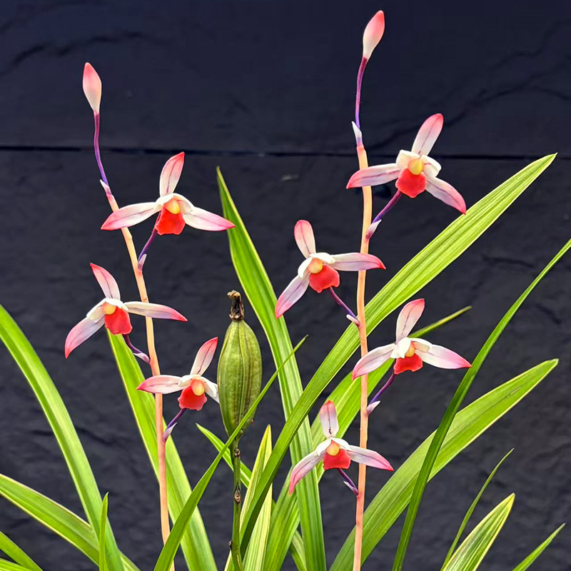 仙山美人 建兰四大名花 高端兰花 绿植好养兰花苗花卉