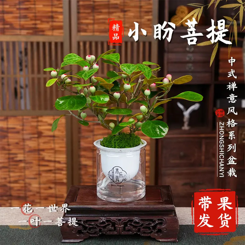 【带果实 小盼菩提盆栽】精品禅意植物室内绿植客厅摆件好养