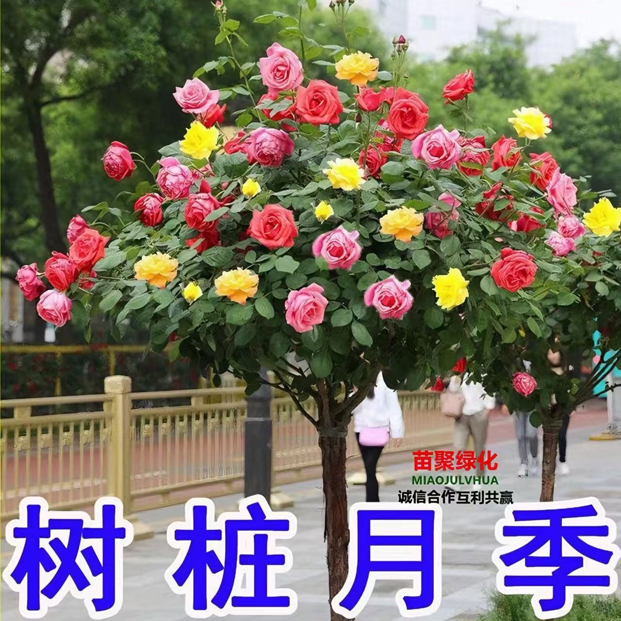 树状月季花苗树桩月季玫瑰花四季开盆栽植物室内好养花卉红色庭院