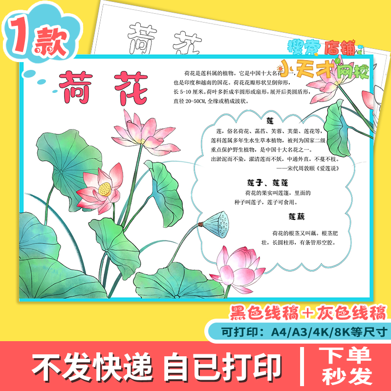 荷花成长记电子版小学生莲花植物生长观察记录自然笔记读书卡f244