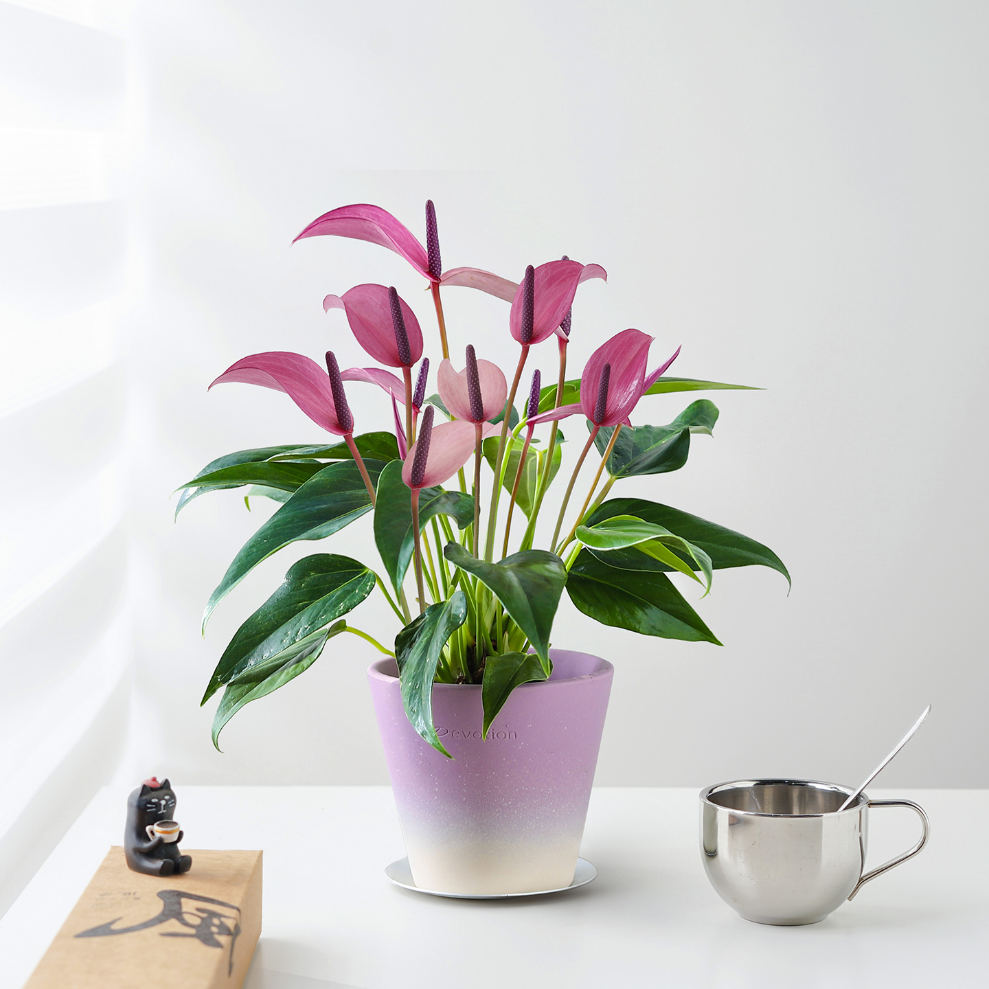 紫掌齐祖盆栽带花苞一帆风顺客厅办公室桌面好养室内开花绿植花卉