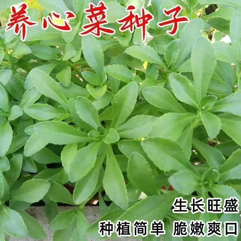 【全店满5包包邮】【156】养心菜种子可盆栽食用特色保健植物优种富钙
