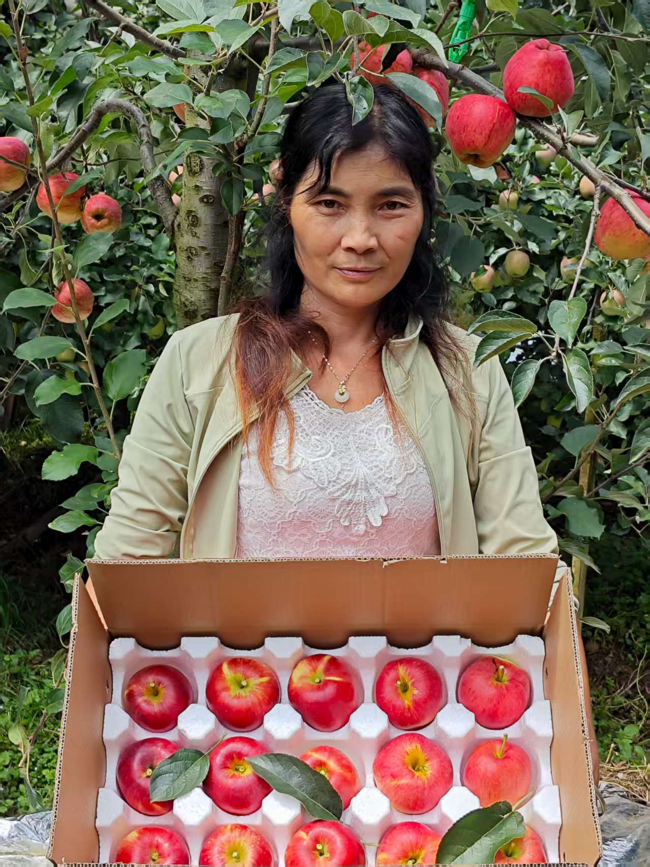 果园现摘现发昭通红露苹果