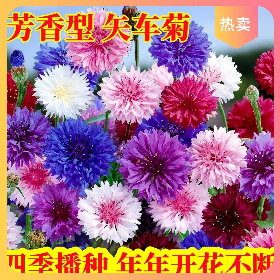 新{力推}{}开花庭院易活四季室外花种籽子盆栽芙蓉花蓝矢车菊
