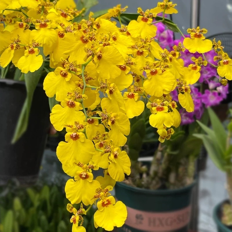 【跳舞兰】优质苗兰花绿植盆栽花卉室内文心兰绿植正宗兰花植物