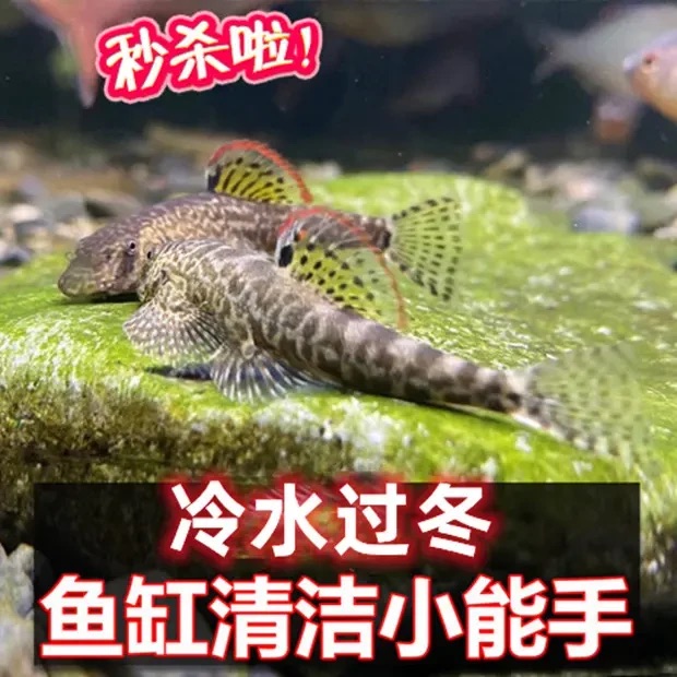 清道夫观赏鱼鱼缸吸鳅琵琶鱼淡水冷水除藻缸壁清洁鱼工具鱼缸