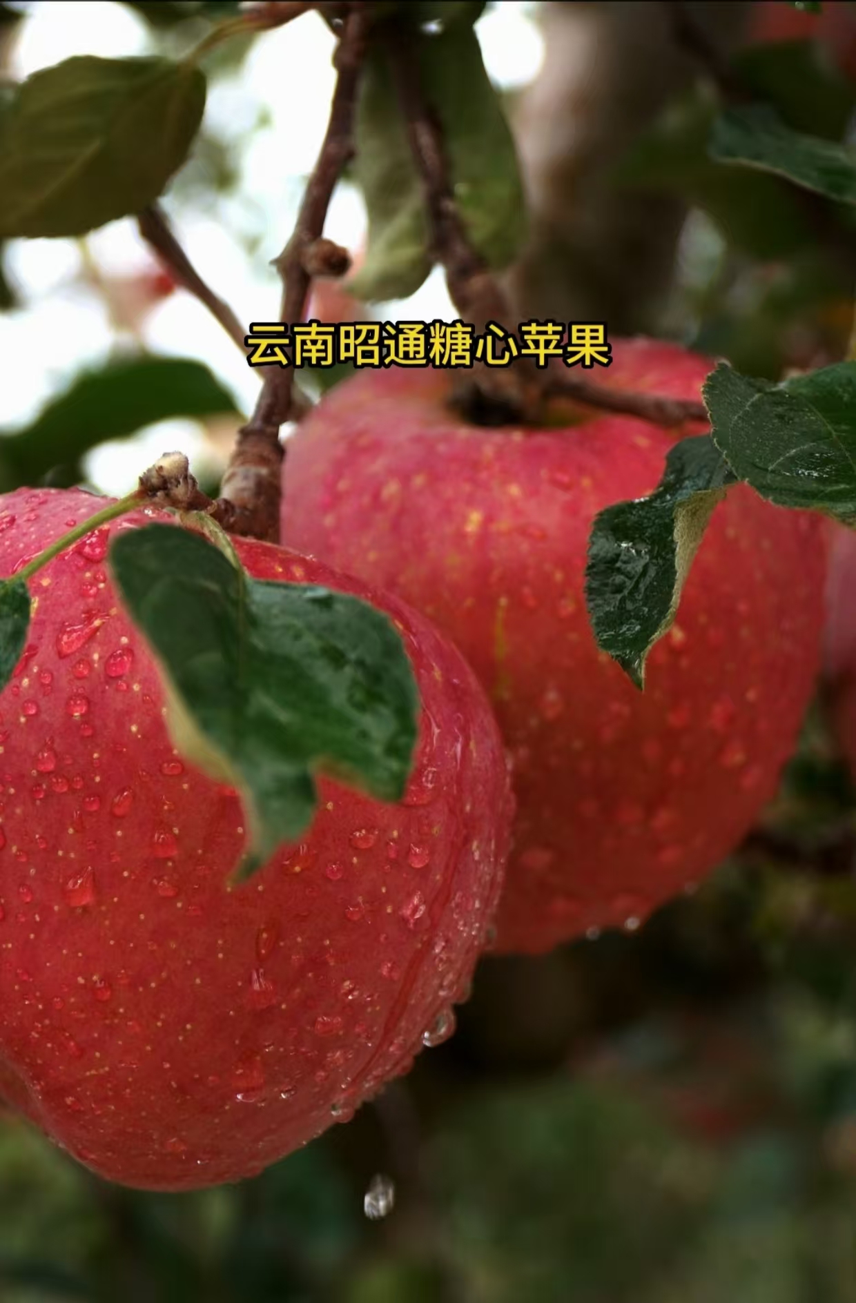 云南昭通冰糖心丑苹果新鲜现摘脆甜多汁水果