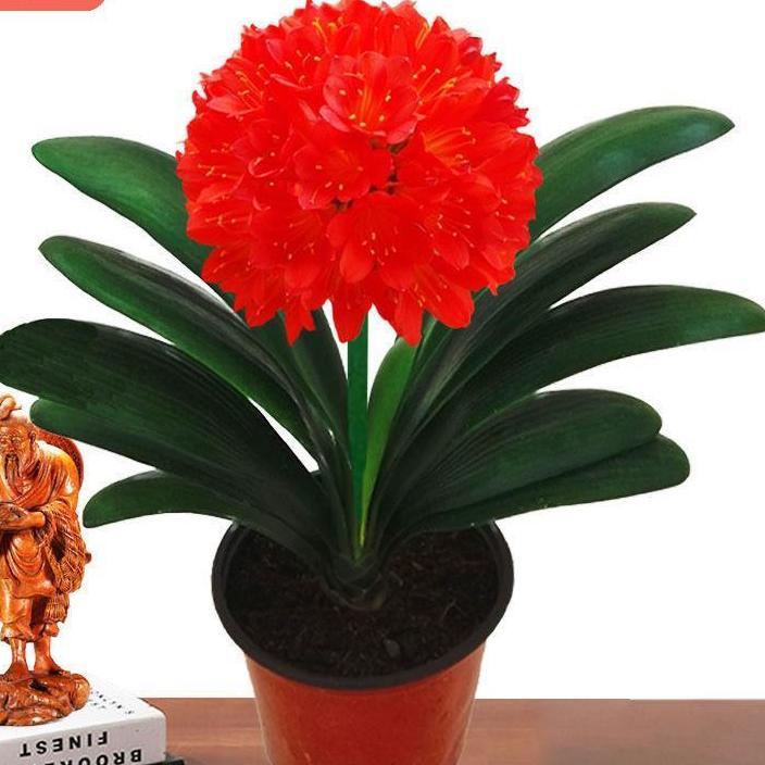 君子兰盆栽四季常青花卉室内阳台好养易活当年开花