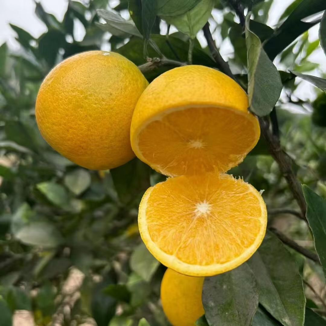 湖南永兴冰糖橙新鲜甜橙子皮薄无籽果园直发当季水果