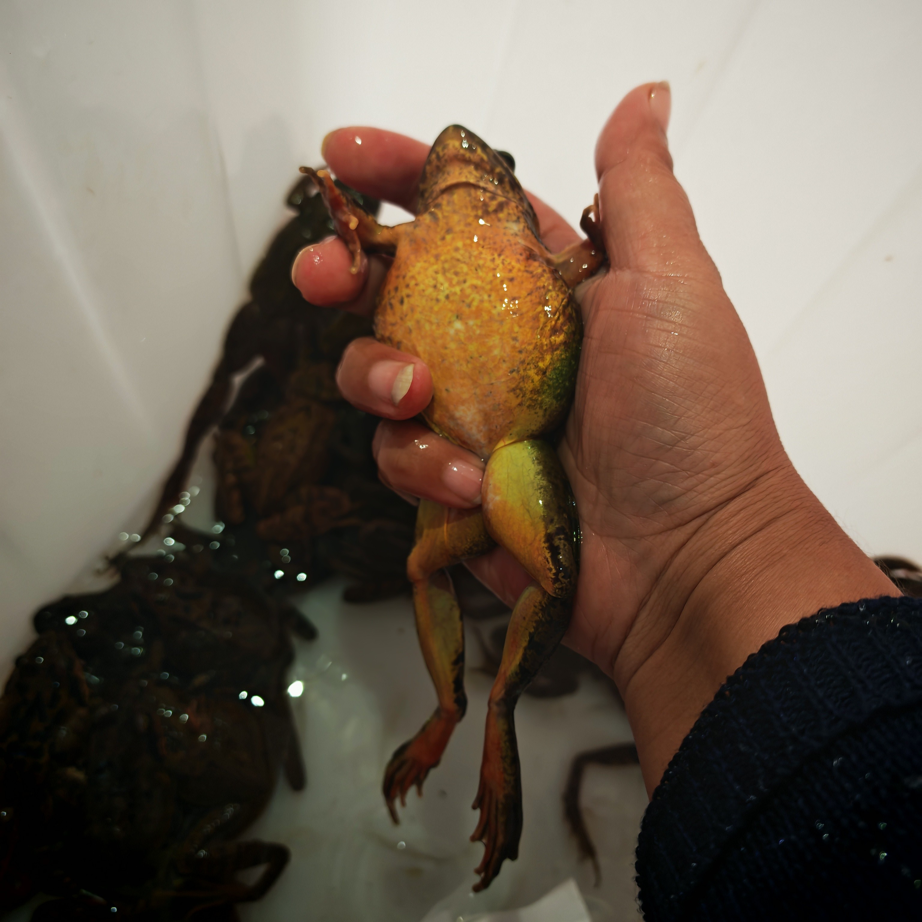 东北鲜活雪蛤林蛙母蛙河鲜水产顺丰包邮活体发货东北特产满籽母蛙