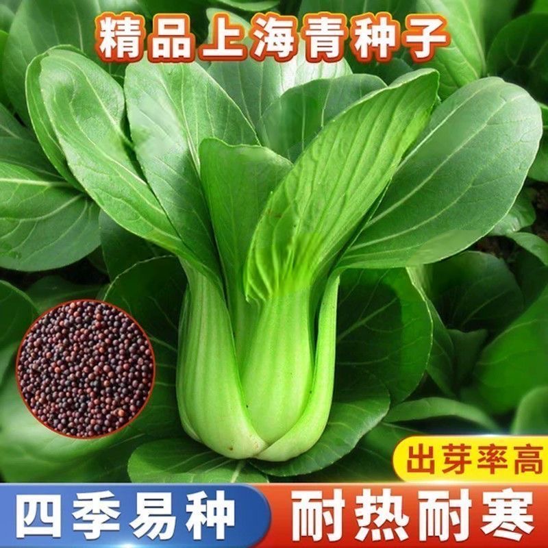 原装上海青种子盆栽阳台易种小青菜油菜快菜种子四季播种蔬菜种籽