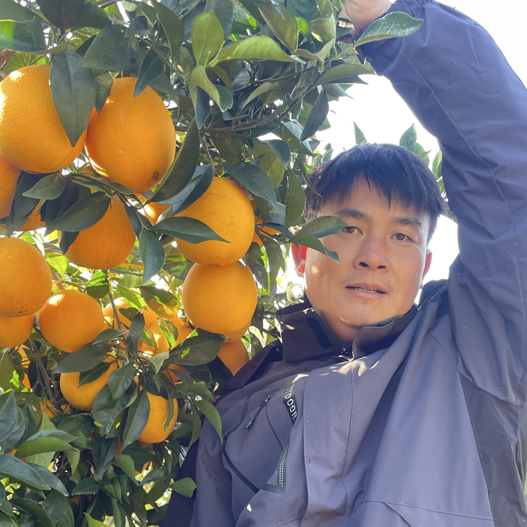 精品有机赣南脐橙