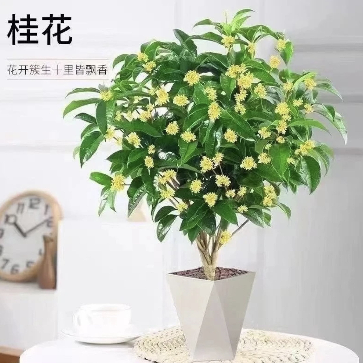 闻【四季桂花】四季桂月月桂浓香型盆栽好养适合阳台庭院室内外种植