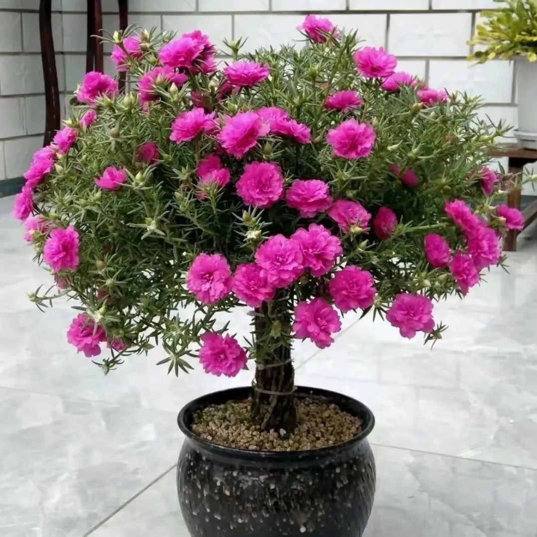 多色老桩重瓣太阳花庭院阳台盆栽-空气清新旗舰观叶植物蓝色混色