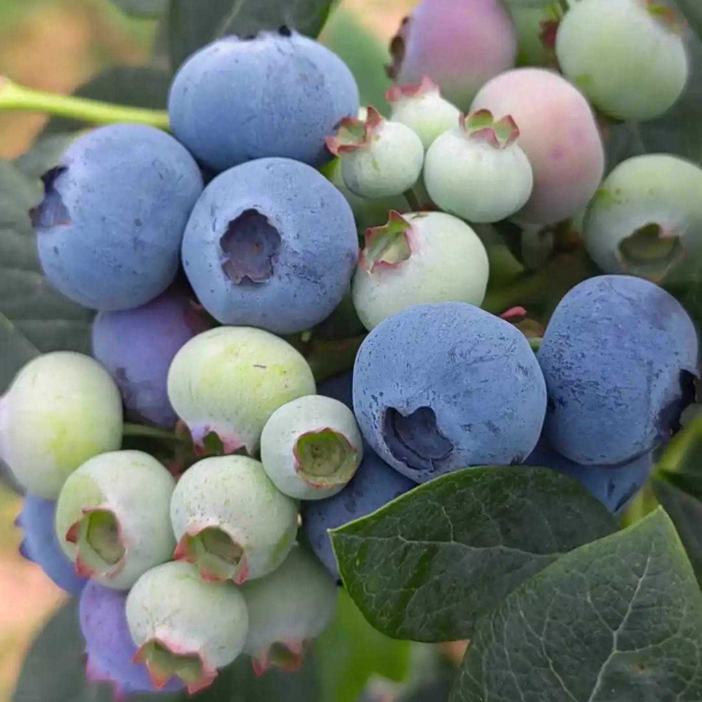 F6蓝莓苗大果丰产新手好养果树盆栽地栽组培苗南北方原盆原土