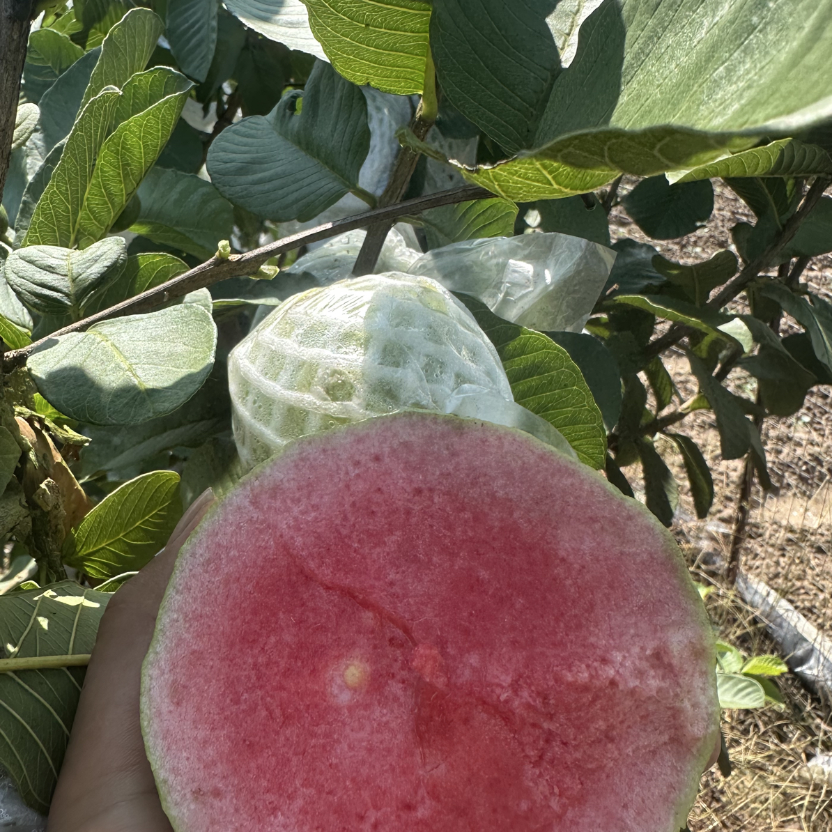 红河红宝石番石榴