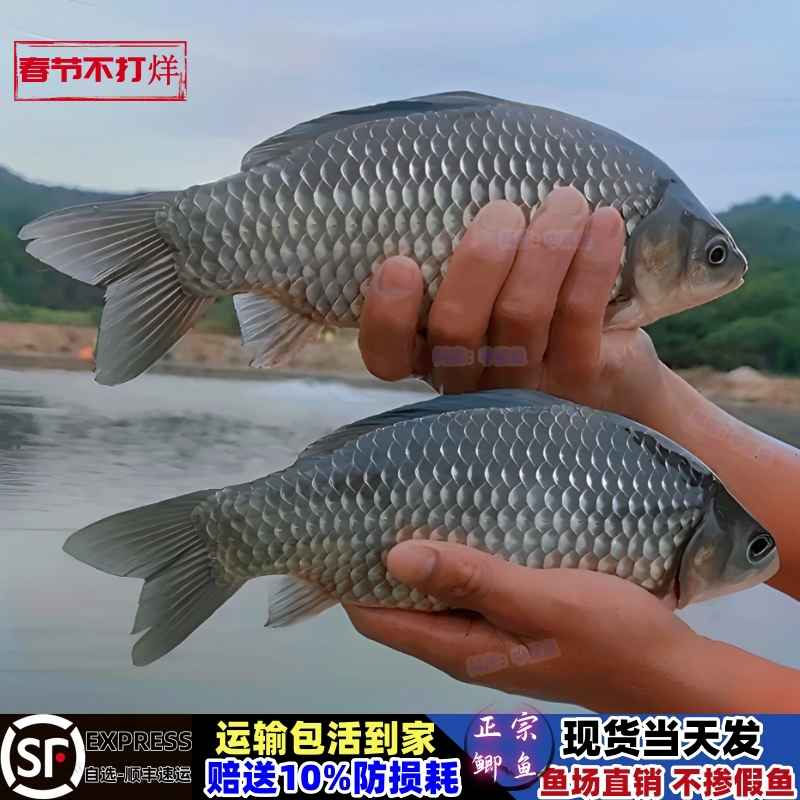 活体】中科五号鲫鱼大板鱼苗鲫银鲫麻鲫淡水冷水鱼养殖饲料鱼