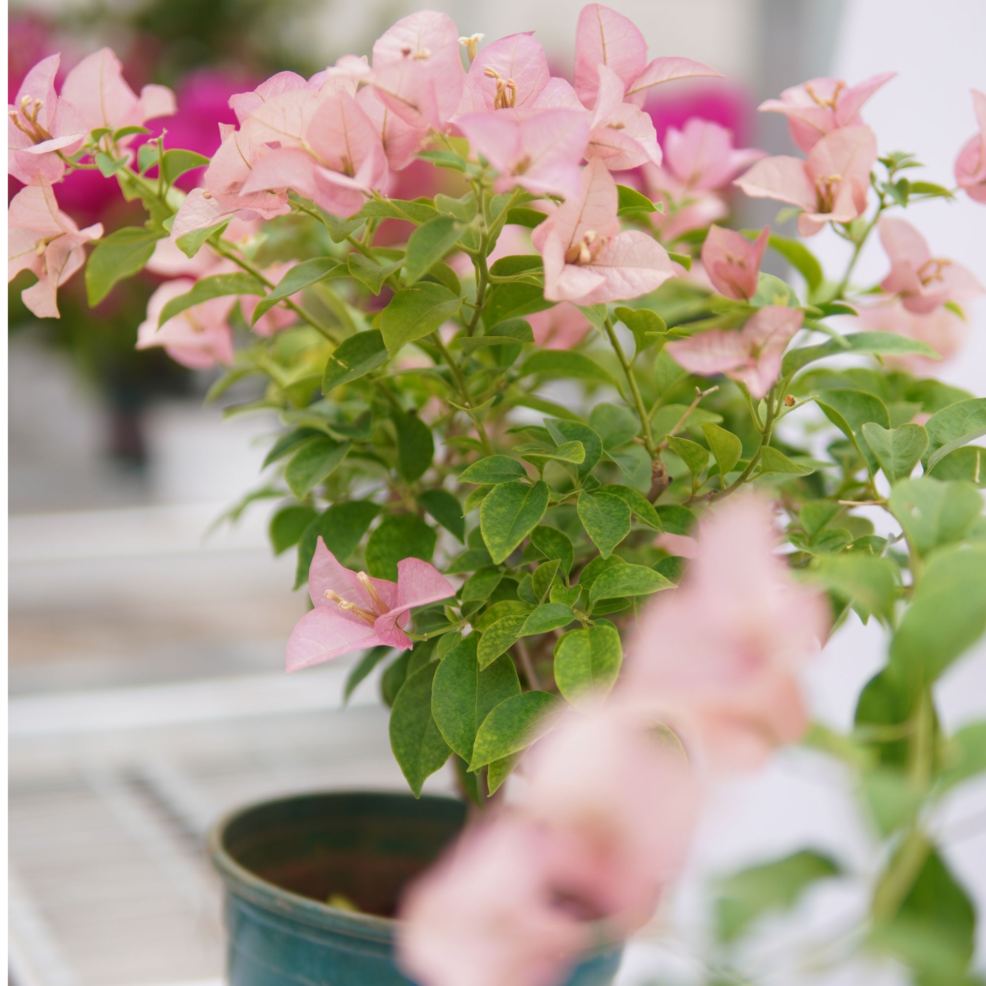 三角梅盆花-卡亚塔