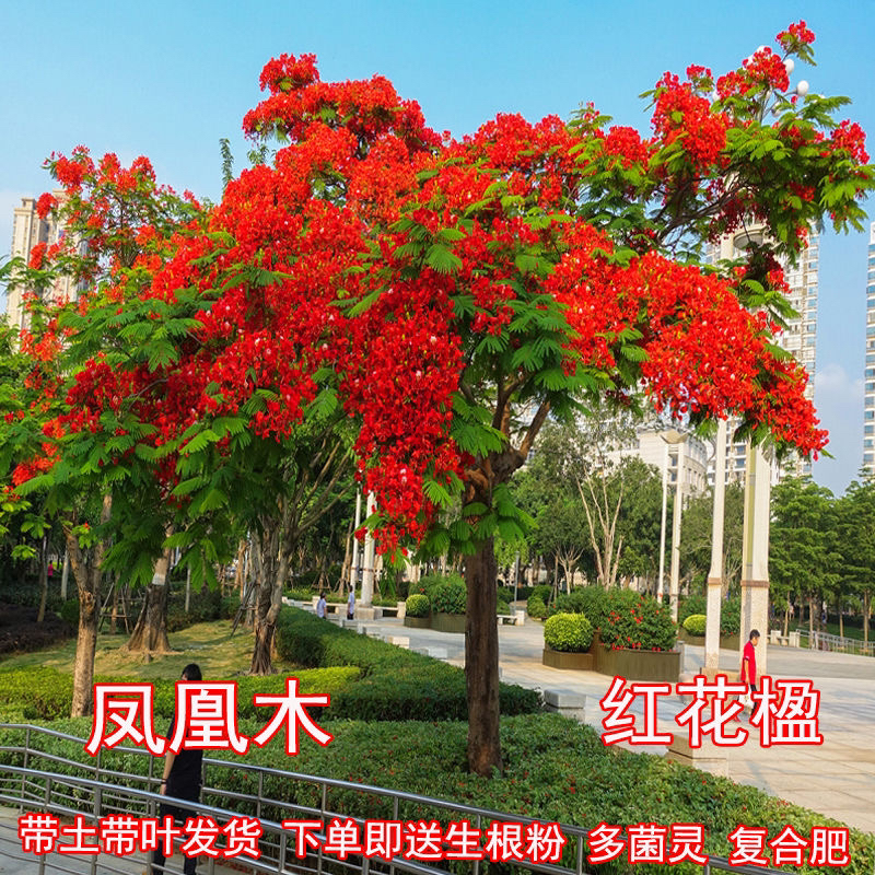 凤凰树小苗红花楹树苗庭院名贵风景树凤凰木树苗四季绿化植物盆栽
