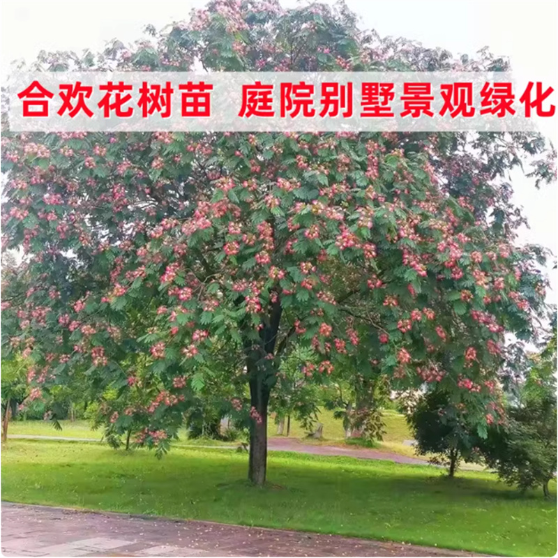 合欢树苗芙蓉树苗绒花树银叶金合欢花树苗树木庭院遮阳南北方种植