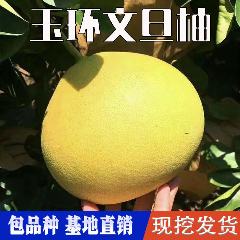 玉环文旦柚子树苗南北方庭院地栽盆栽嫁接特大果树果苗当年结果