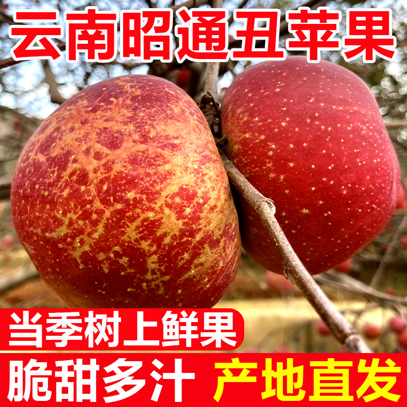 云南昭通丑苹果当季冰糖心苹果水果新鲜2/5斤脆甜现摘头茬鲜果