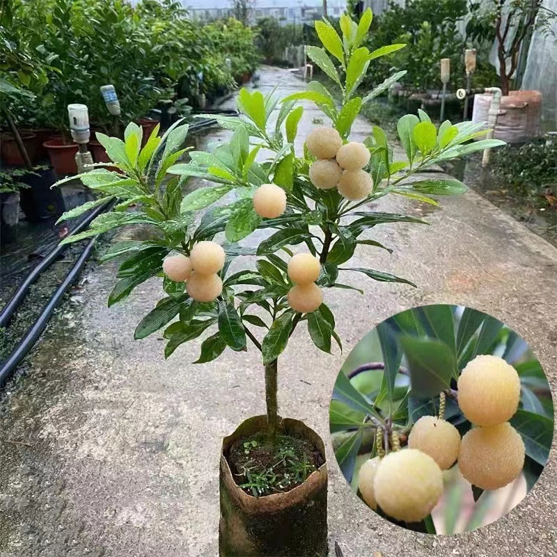 水晶杨梅苗杨梅树树苗嫁接盆地栽南特大果树苗杨梅苗带土带叶子