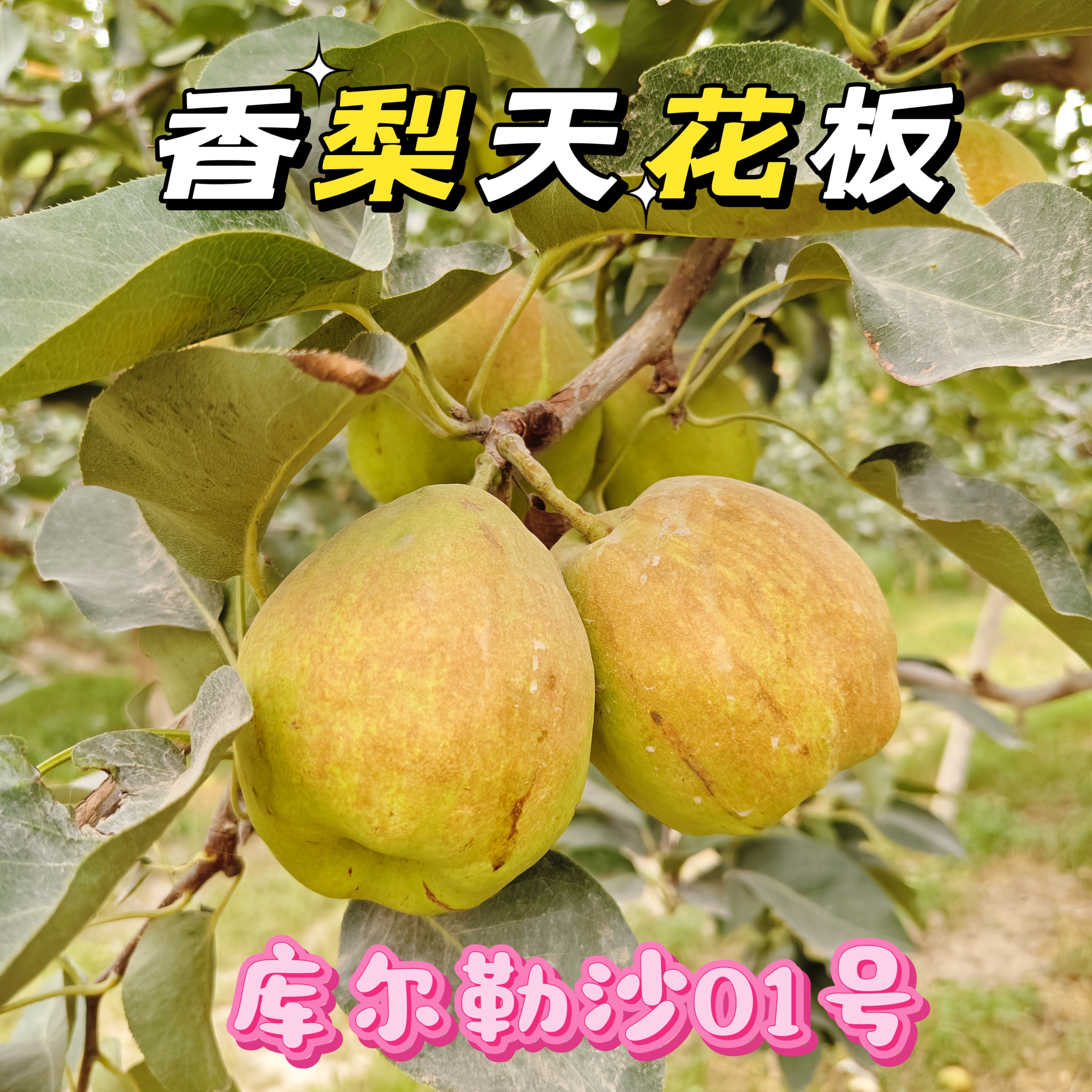 库尔勒沙01号，天花板，秋季脆甜水果，脆甜水果，真正高端库尔勒香梨