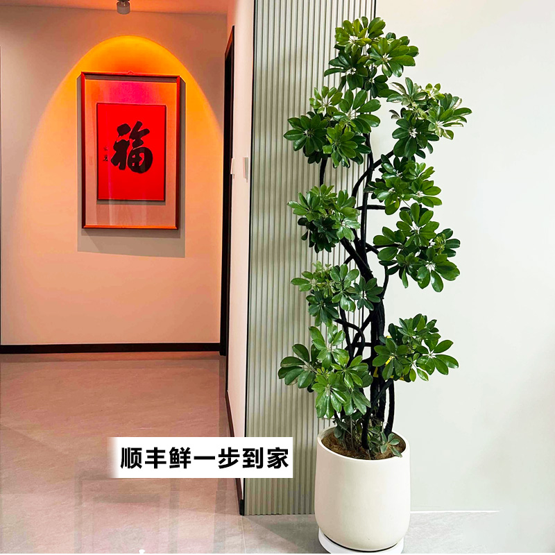 造型摆件鸭脚鸭掌鹅掌柴室内鸭脚鸭脚鸭脚木鸭脚木大盆栽