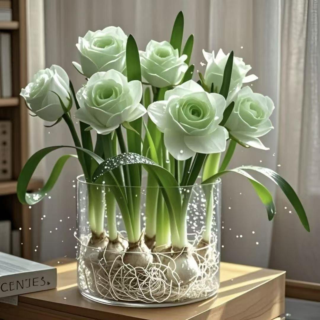 【新品】浓香型玫瑰花驱蚊虫重瓣水培耐热花卉办公室内绿植盆栽